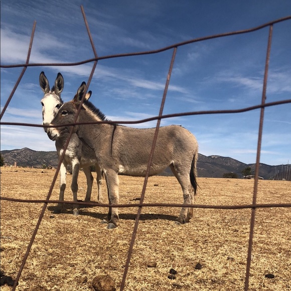 Meet your Posher, Nancy - Picture 1 of 1